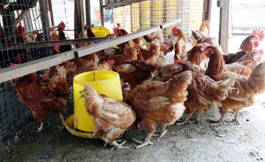 Selsema Burung Di Kelantan, Masih Selamat Makan Ayam ?