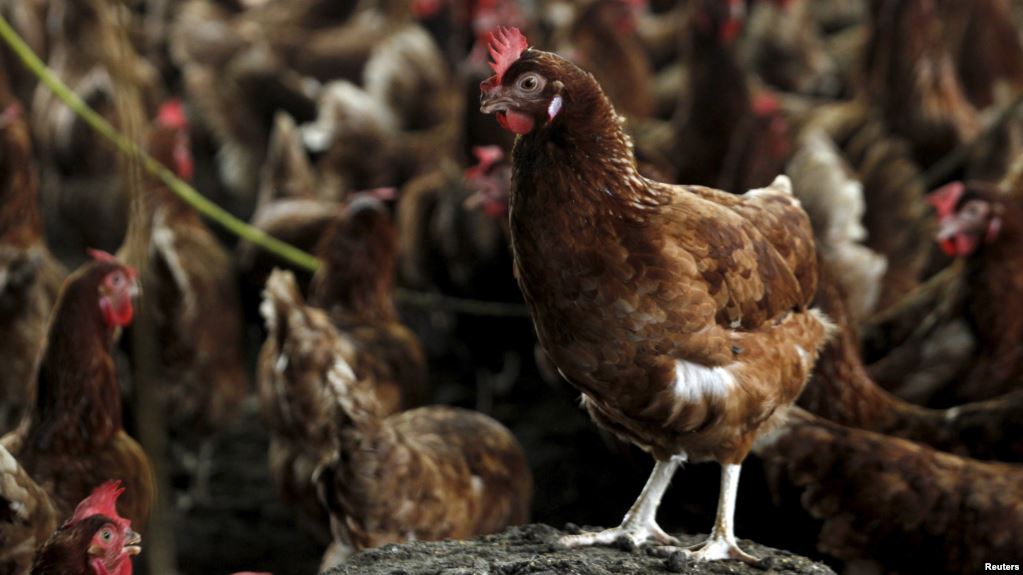 Ayam dan Telur Dimusnahkan Akibat H5N1 di Sungai Bakap?